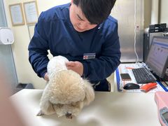 -全心全意连锁动物医院·微创中心·内科急重症·心脏专科(丰管路店)