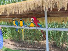 -西霞口神雕山野生动物世界