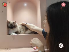 -猫儿山۰猫主题餐厅