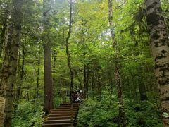 -五营红松林海景区