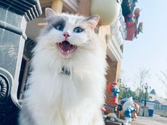 -蓝精灵乐园·世茂精灵之城主题乐园