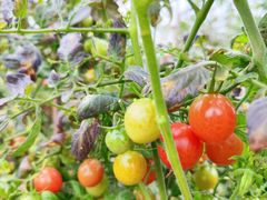 -厦门国家会计学院