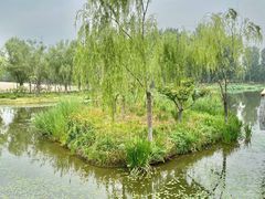 -东郊湿地公园