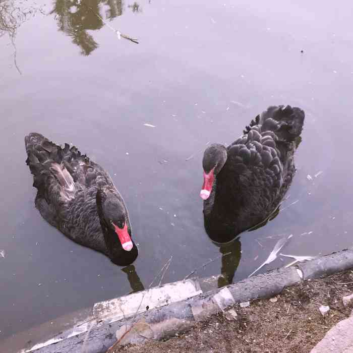 禽鸣苑-"带着小朋友来禽鸣苑看鸟,这里的入口太不好."-大众点评移动版