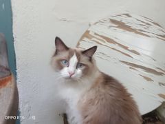 -喵屿·大理花园猫咖