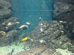 -江和美海洋公园
