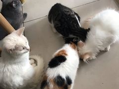 -平行世界·猫咖(首经贸店)