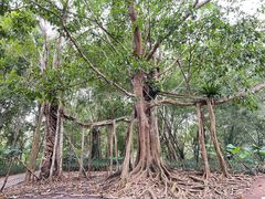 -中国科学院西双版纳热带植物园