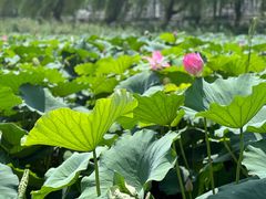 -春水锅贴·传统鲁菜(大明湖店)