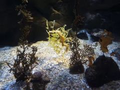 -悉尼海洋生物水族馆