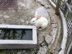 -上海滴水湖皇冠假日酒店