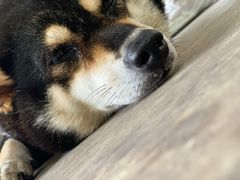 -柴犬高等学院·狗咖·柴犬售卖·宠物训练