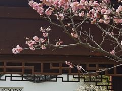 -梅花山(明孝陵内)