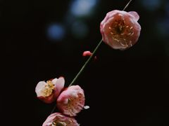 -杭州植物园