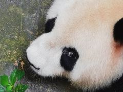 -都江堰中华大熊猫苑