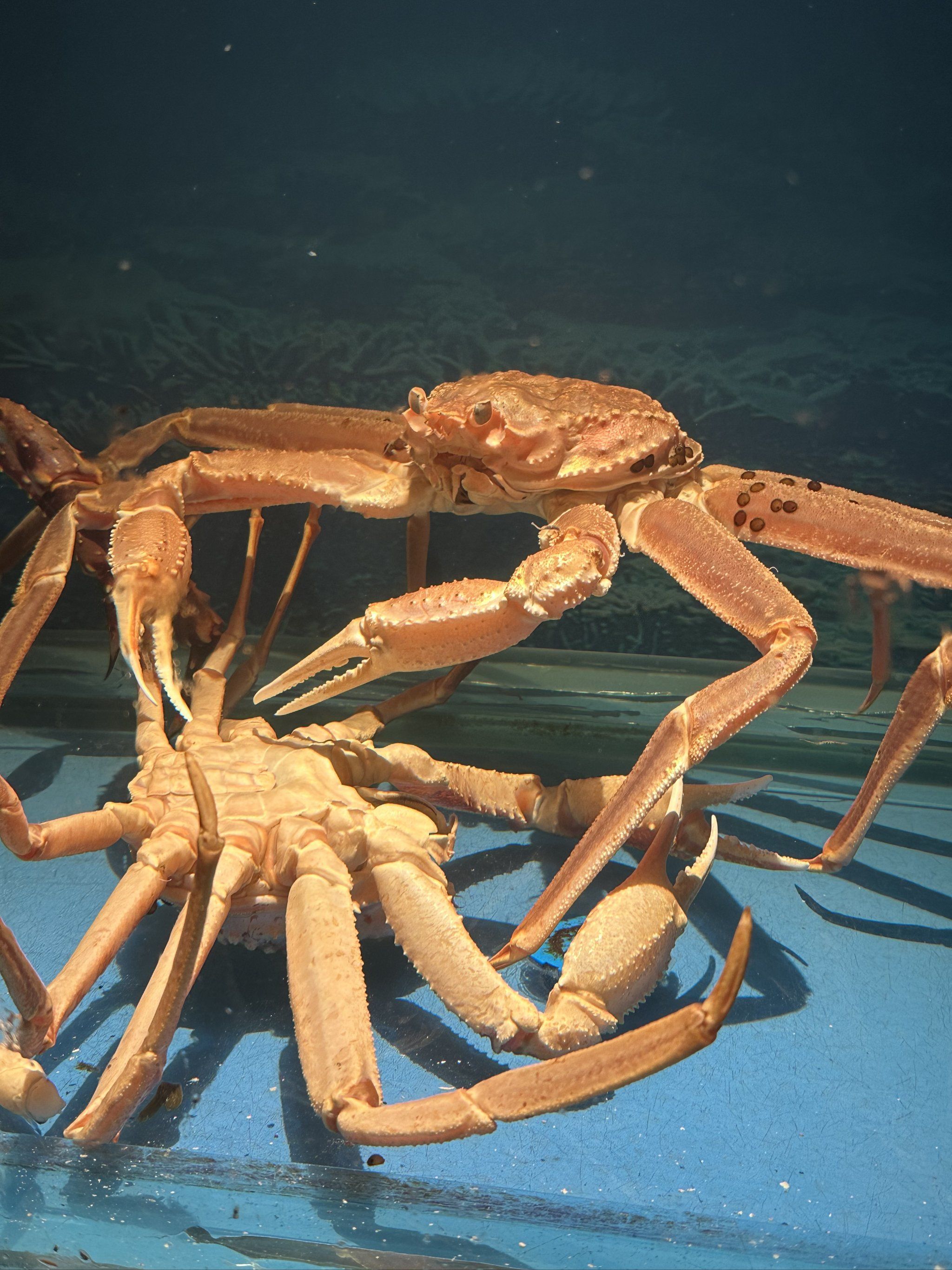 大蟹的水下漫步