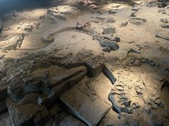 -自贡恐龙博物馆