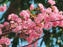 -天适樱花悠乐园
