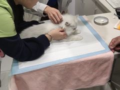 -艾吉宠物医院·疑难杂症转诊中心·猫友好(碧江路院)