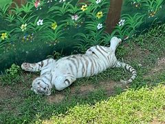 -西霞口神雕山野生动物世界
