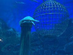 -芜湖新华联大白鲸海洋公园