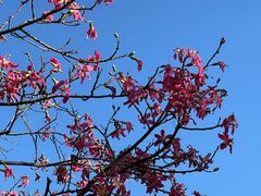 -中山市树木园