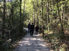 -九龙江国家森林公园