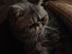 -喵园·猫主题咖啡厅·撸猫·猫咖(国贸店)