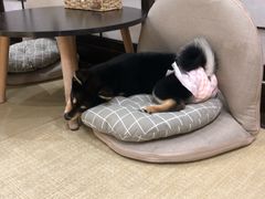 -逗柴咖啡屋·狗咖猫咖宠物桌游