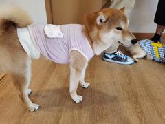 -南京Hallo宠物乐园·哈罗犬舍·柴犬繁育基地