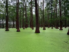 -渌洋湖湿地公园