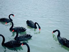 -五缘湾湿地公园