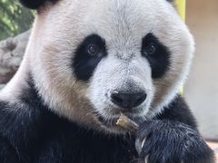 -广州长隆野生动物世界