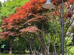 -金鸡湖桃花岛