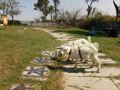 -上海滴水湖皇冠假日酒店