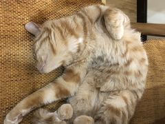 -滚猫咖啡·猫咖·猫友好撸猫(未来城店)