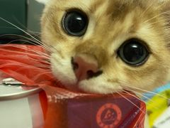 -lincat·猫舍(广州店)