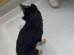 -汪喵宠物医院·骨科心脏影像·犬猫急重症ICU诊疗中心(成华分院)