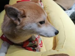 -逗柴咖啡屋·狗咖猫咖宠物桌游