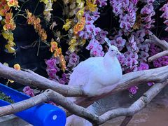 -正佳雨林生态植物园