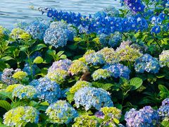 -荔湾湖公园