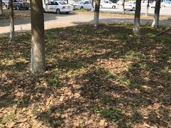 -安飞驰驾校·学车连锁(金高店)