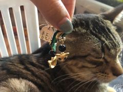 -海边的猫和咖啡馆