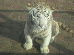 -大连森林动物园