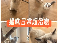 -唐小姐の私宠·宠物洗护美容·撸猫馆·购宠(周浦万达旗舰店)