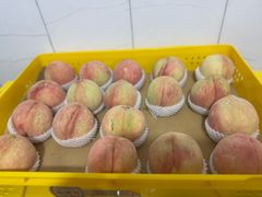 -老袁家蜜桃农场·阳山水蜜桃