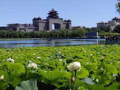 -莲花池公园