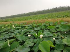 -西青郊野公园
