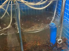 -蛙太牛牛肉海鲜自助火锅(台江万达店)