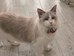 -共舞时光猫咖·狗咖(新街口店)